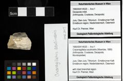 Foto (Objekt + Etiketten) von Cracensigillatus acutirostris (Moericke, 1889) 